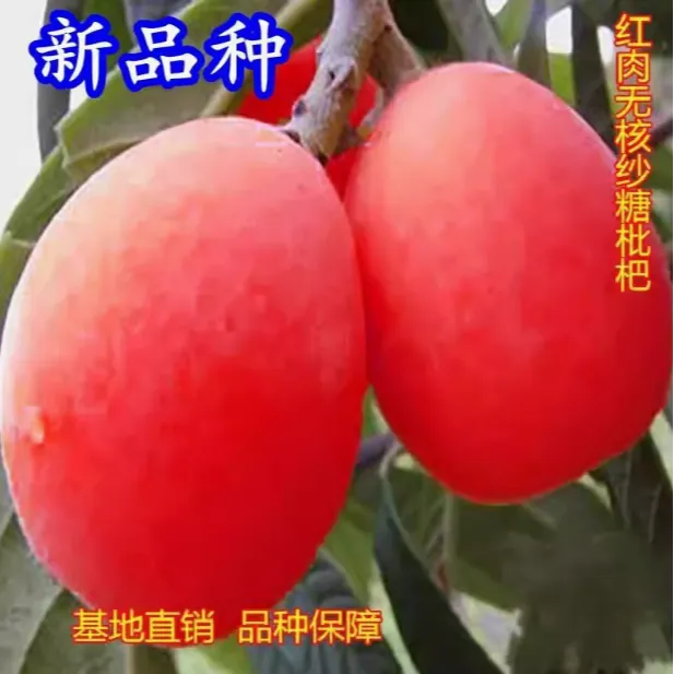 大红袍枇杷果树苗正品红肉树苗耐寒品种南北种植盆栽地栽枇杷果苗