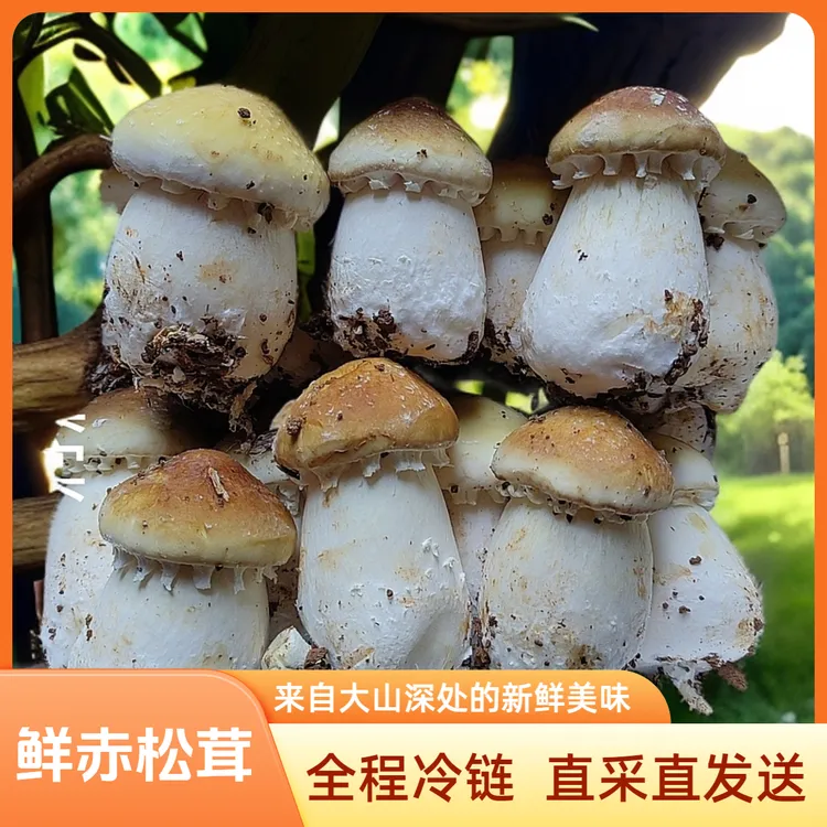 四川赤松茸菌子鲜菇每日现采直发（包邮）