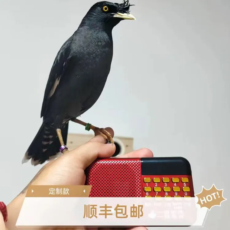 可爱亲人会说的（小林小黑）摆件