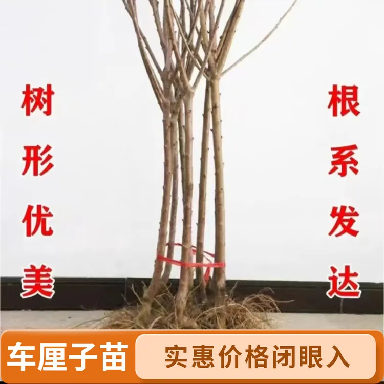 正宗特大樱桃树苗嫁接果树果苗庭院盆栽地栽南北方种植樱桃树苗