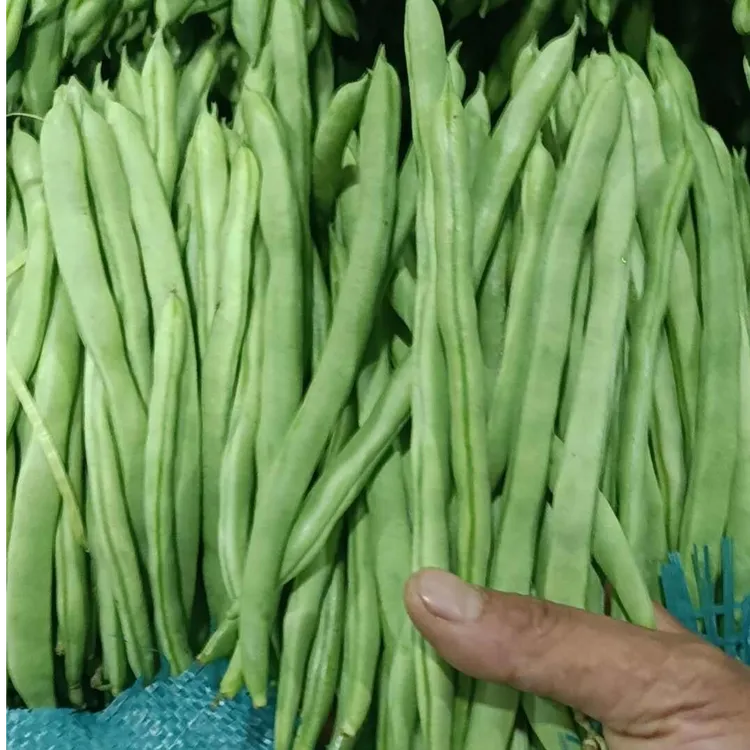 贵州高山新鲜农家四季豆现摘现发脆嫩鲜甜露天高原蔬菜新鲜蔬菜