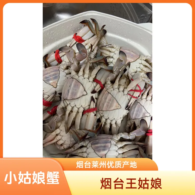 8成肥以上【保鲜不保活】莱州小娘蟹二母梭子蟹2/3两左右/只2斤起拍