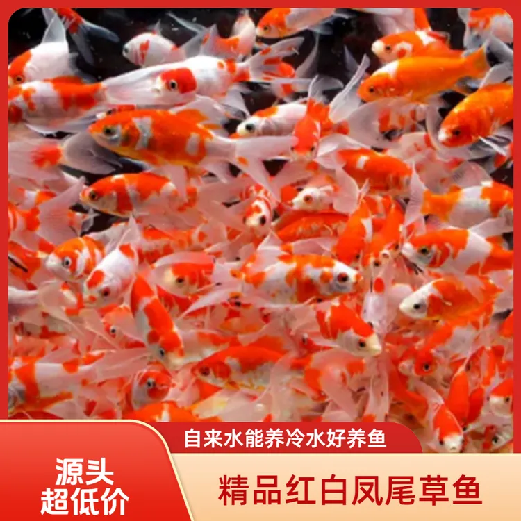 【合集】精品红白凤尾草金鱼 新手自来水好养冷水观赏鱼包邮到手