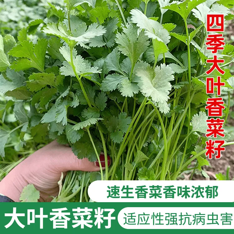 速生大叶香菜种子耐热耐抽薹芫荽种籽春秋四季蔬菜盆栽新手易种菜