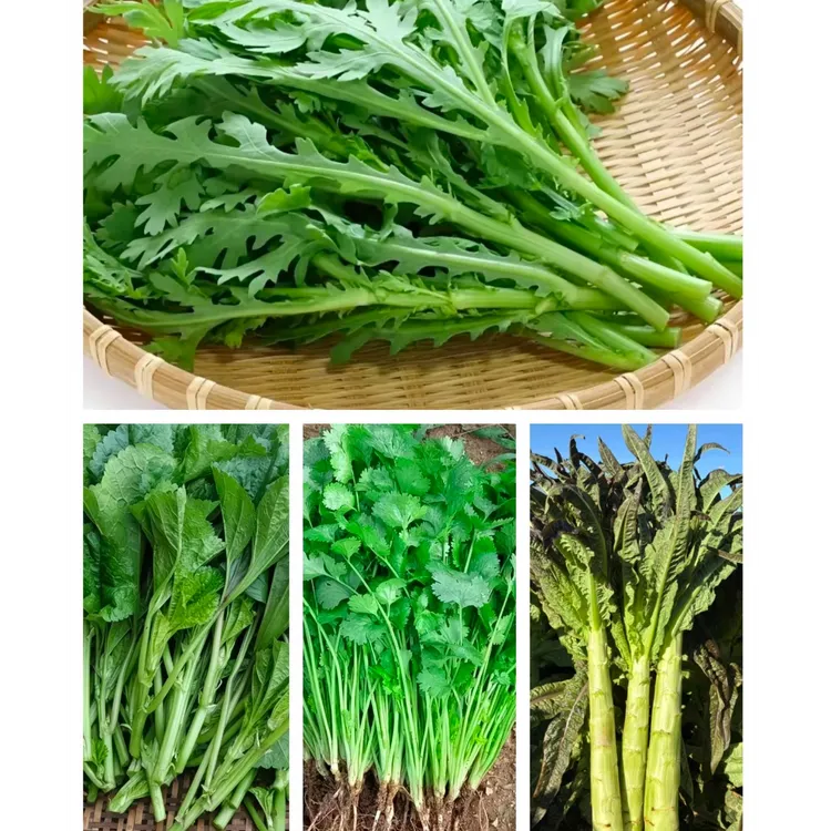 （坛坪村助农直播间）农户家应季蔬菜新鲜莴、、香菜、、萝卜苗、孔雀菜