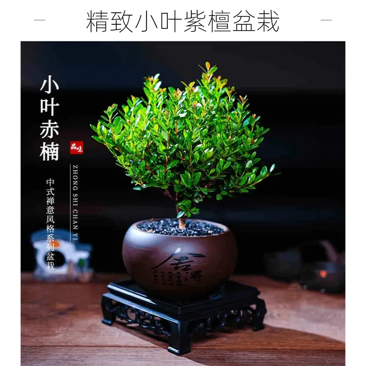 小叶赤楠盆景桌面绿植室内老桩鸡苗盆栽盆景苗客厅绿植盆栽室内