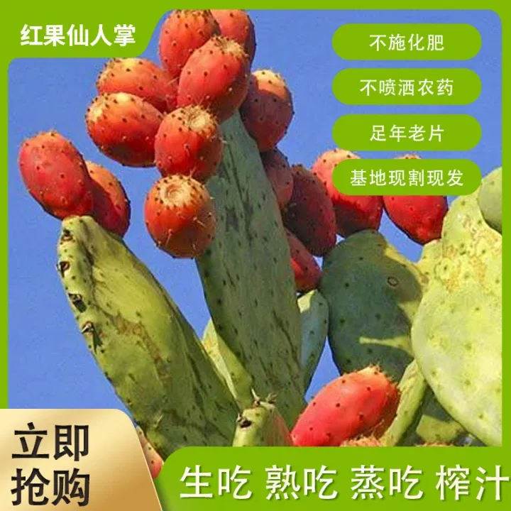 醇根果王可食用仙人掌绿色多肉植物叶片新鲜可膳用食用  (大红果)