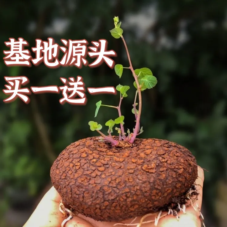 买一送一 红藤小圆叶山乌龟金不换七彩龟块根爬藤水培客厅办公室