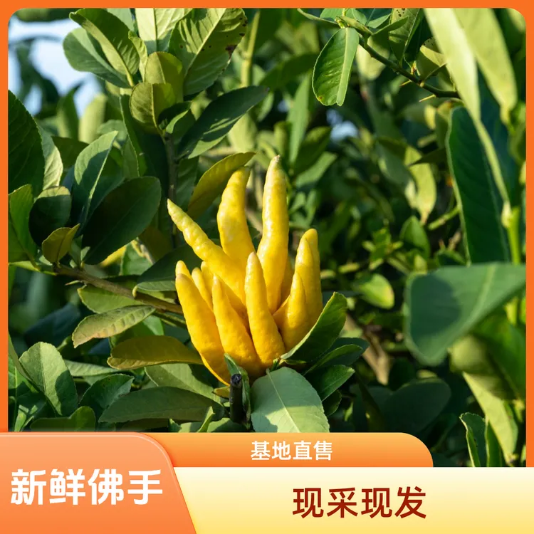佛手基地直发 现采现摘 新鲜发货