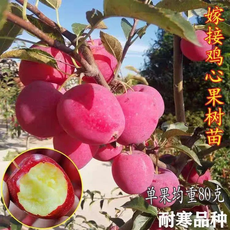 鸡心果树苗嫁接香妃海棠枸骨树南方北方种植盆栽庭院种植当年结果