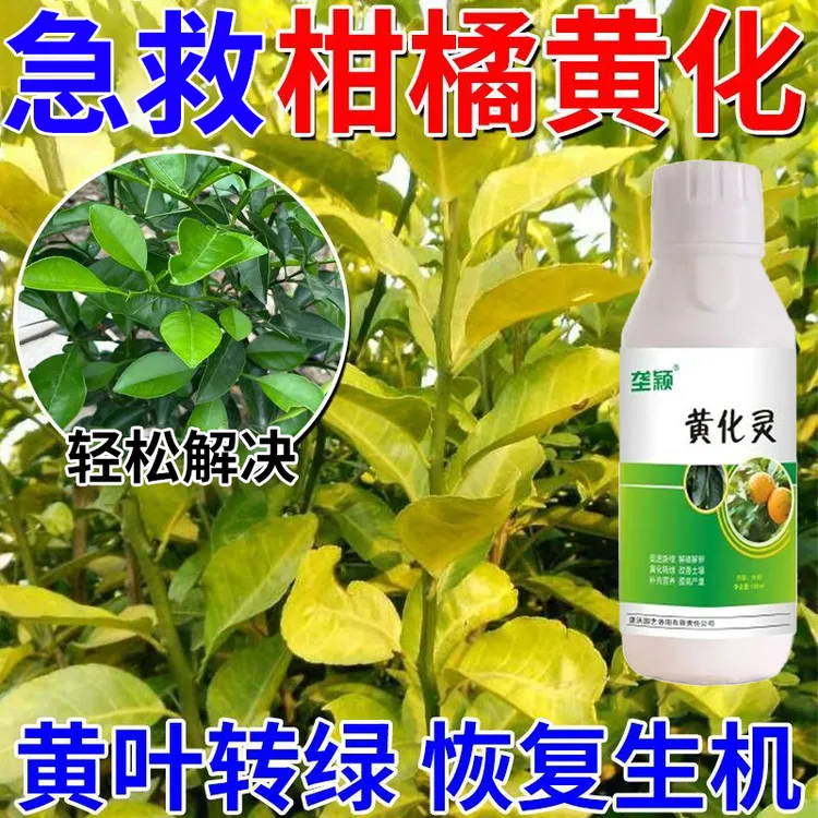 急救黄化病柑橘黄化专用肥严重黄叶黄斑黄龙病柑橘树黄叶落叶通用