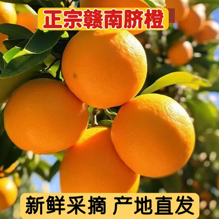 正宗江西赣南脐橙应季水果甜橙果园新鲜采摘鲜甜多汁