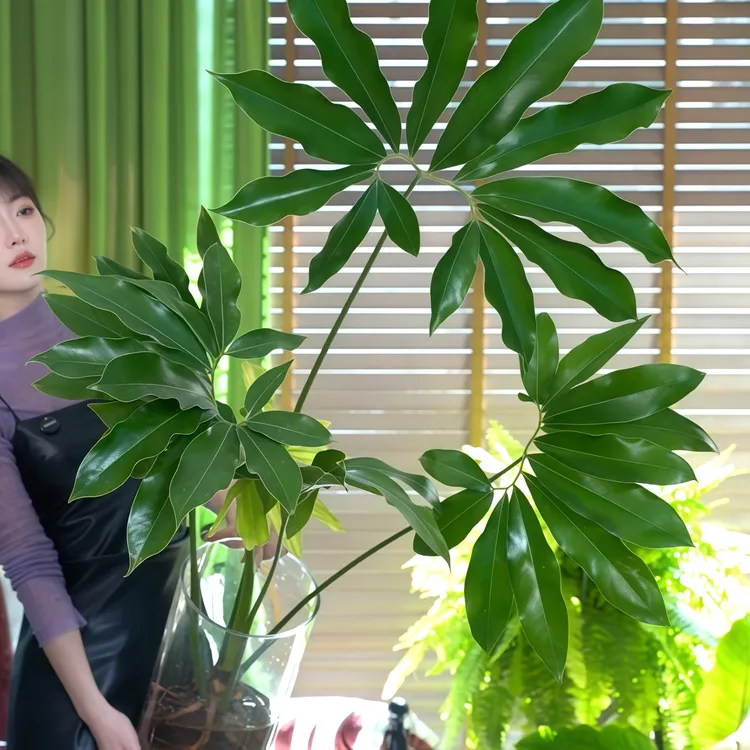 【水培】印第安羽毛 蔓绿绒 五子登科 耐阴耐热网红观叶北欧风ins