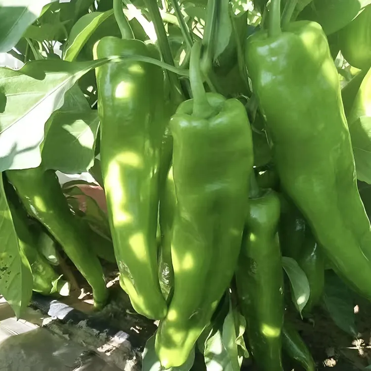 特大牛角椒种子辣椒种子全阳台易种四季花卉辣椒籽盆栽蔬菜种子