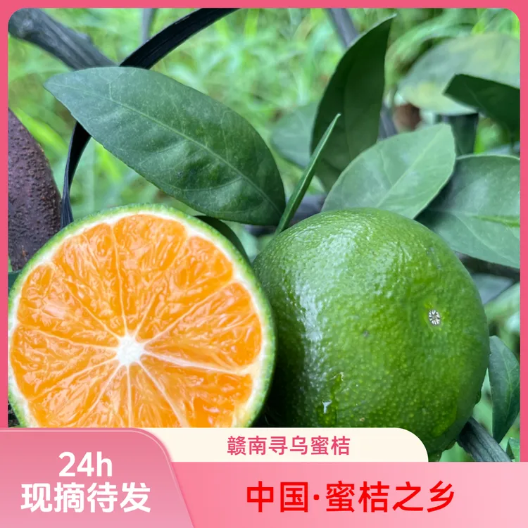 （现摘现发）赣南寻乌早熟青皮蜜桔无籽柑橘皮薄多汁应季孕妇水果
