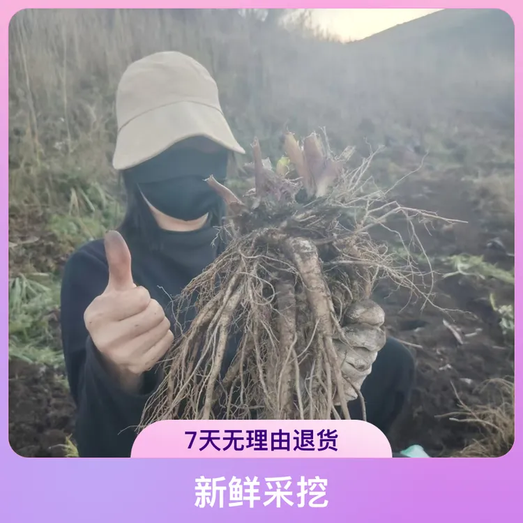 甘肃岷县原产地采挖新鲜当归可煲汤泡酒滋补佳品