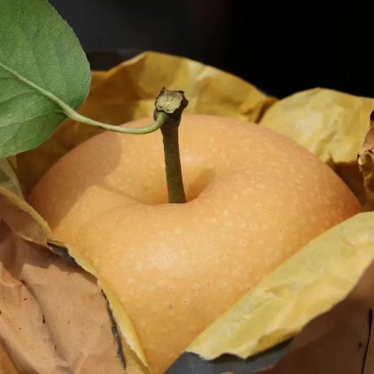 （有机种植秋月梨 L）北纬31度大别山金寨天然氧吧有机秋月梨