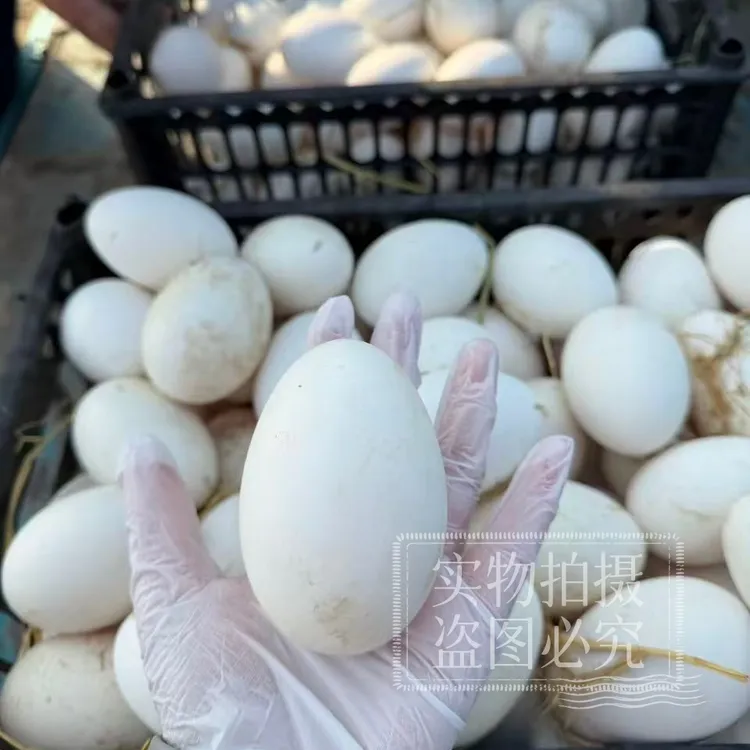 山东鹅蛋新鲜鹅蛋大个生鹅蛋现捡现发孕妇