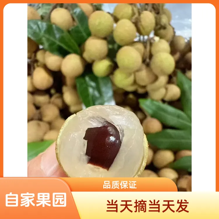 广东茂名正宗石硖龙眼新鲜现摘清甜肉厚饱满当季水果【彩箱礼盒装】