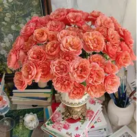 【一品花集】【桃红果汁】多头玫瑰（注意：带包装醒花哦~）
