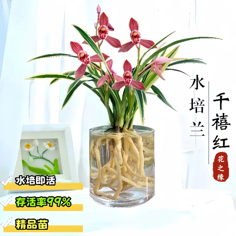 【千禧红】金边兰花可水培的兰花苗好养易活盆景室内花卉绿植盆栽