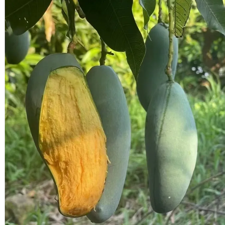 【放软食用】广西正宗桂七香甜多汁当季水果现摘现发老树果青皮2