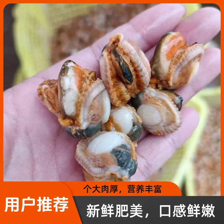新鲜现剥 扇贝肉 冷冻海鲜熟扇贝肉 烧烤商用蒜蓉粉丝 顺丰包邮