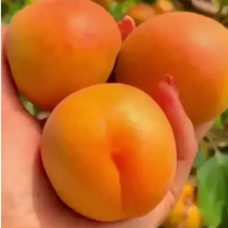 【2年苗2颗】早熟杏树果苗嫁接大果帝王杏树苗盆栽地栽南北方种植