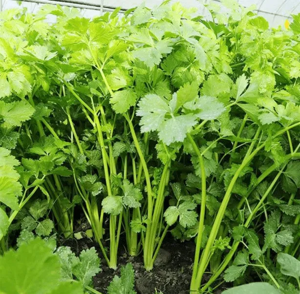 固始地方土芹菜新鲜蔬菜老品种小香芹菜四季水芹蔬菜