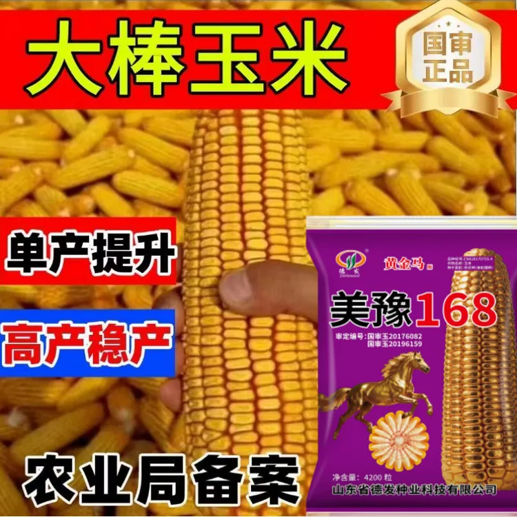 【十四连冠】美豫168国审双胞胎高产玉米种杆抗倒抗病九连冠细轴硬商品图