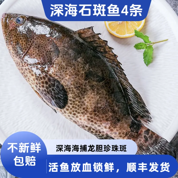 4条石斑鱼龙趸石斑鱼龙胆石斑鱼青斑老虎斑活鱼放血速冻海鱼生鲜