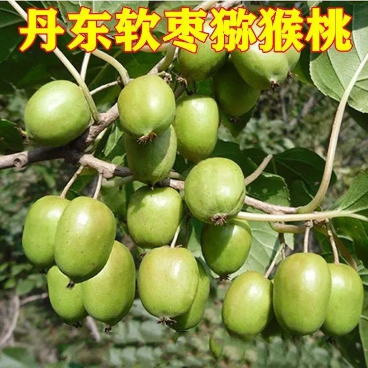 丹东软枣圆枣子奇异莓果树苗小猕猴桃软枣(迷你)猕猴桃苗盆栽