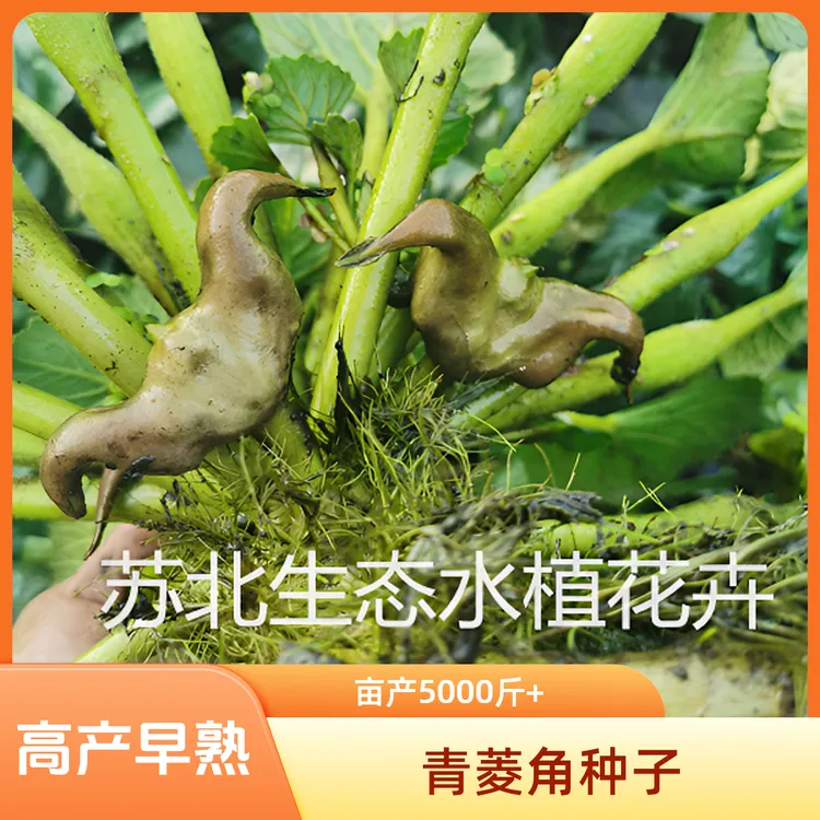 高产早熟菱角种子苗青菱角苗水生植物牛角菱角苗种植水果红菱角苗