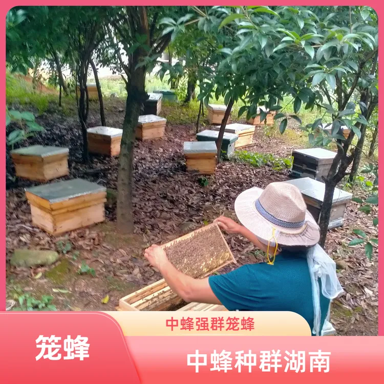 中蜂带开产中蜂王 框养中蜂 土养中蜂 圆桶土蜂 笼蜂木框湖南发货