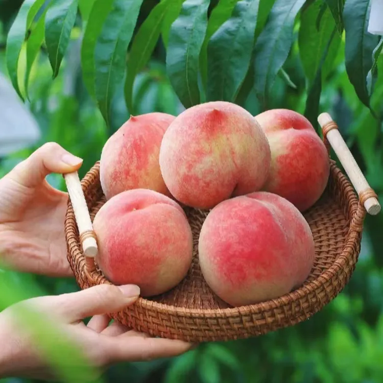 （甘肃省内）兰州尊享大白凤水蜜桃