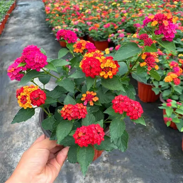 五色梅盆栽大苗带花苞马樱丹花卉绿植四季五色梅苗五色梅马樱丹苗