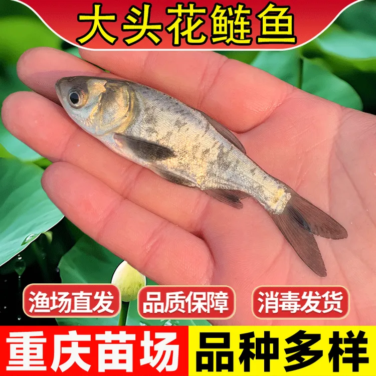 大花鲢鱼苗淡水养殖食用鲢鳙鱼苗胖头鱼雄鱼大头鱼草鱼小鱼苗批发
