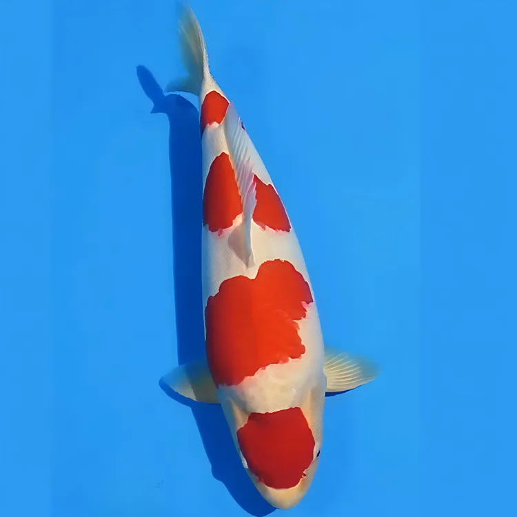 正宗冷水淡水锦鲤纯种观赏鱼适合鱼缸家养锦鲤观赏鱼鱼儿鱼观赏鱼