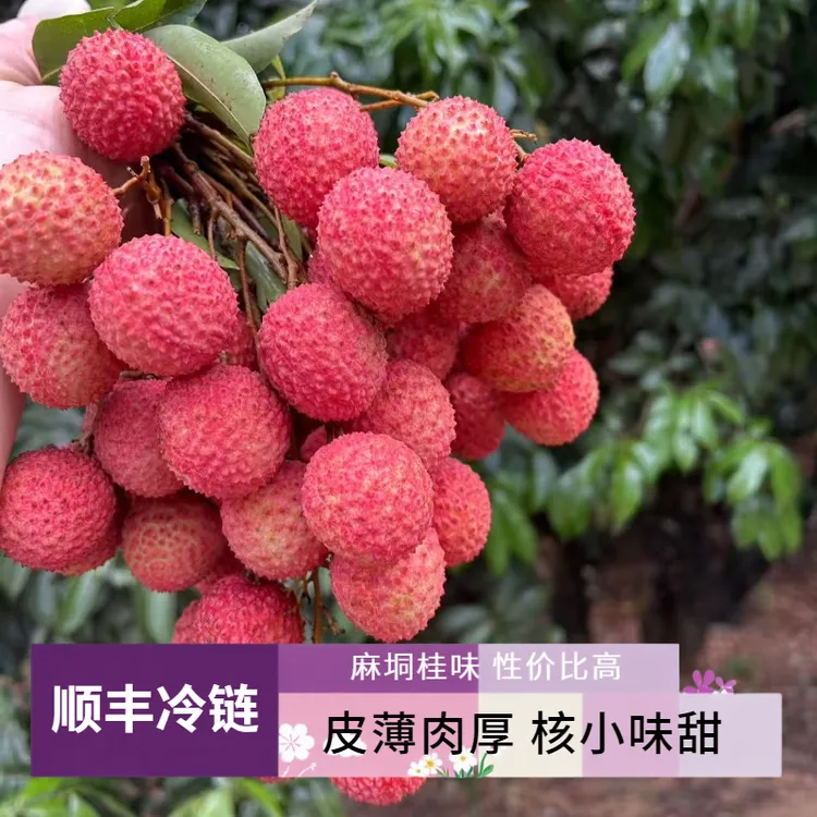 【顺丰空运贵州北京上海】桂味广西桂平麻垌新鲜现摘现发皮薄核小