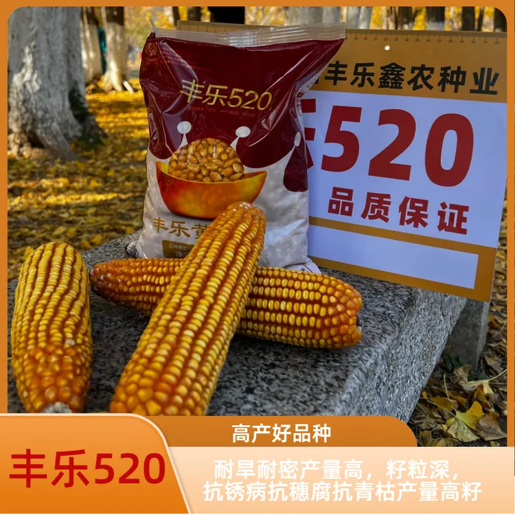 丰乐520高产白轴大棒，耐旱耐涝耐高温，抗锈病、抗小斑抗穗腐茎腐病