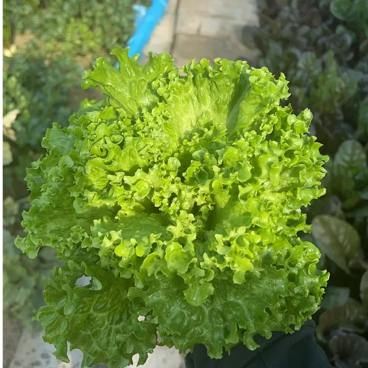 紫叶生菜苗速生生菜幼苗生菜苗生菜蔬菜苗生菜种子孔雀菜种子