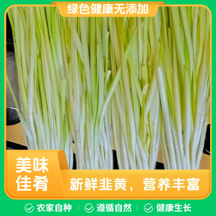 云南农家自种特色韭黄时令蔬菜基地现割现发