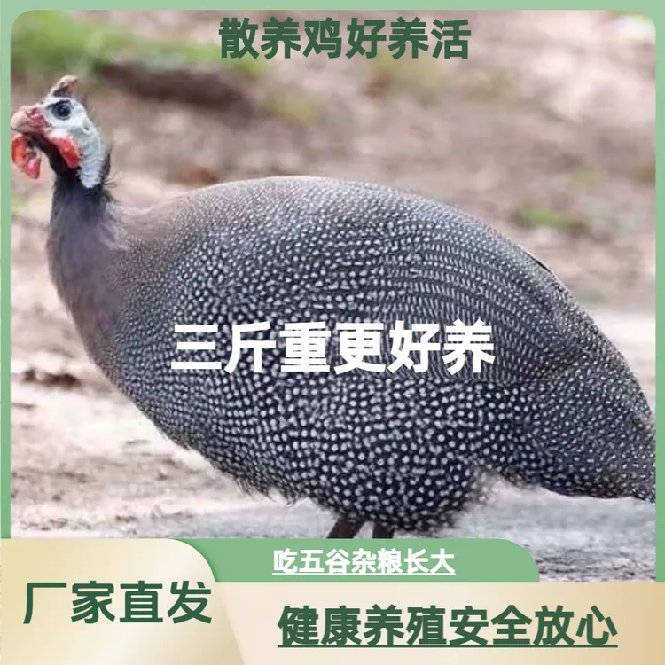 散养珍珠鸡 健康养殖吃五谷杂粮 活体发货爱吃草好养活纯种珍珠鸡