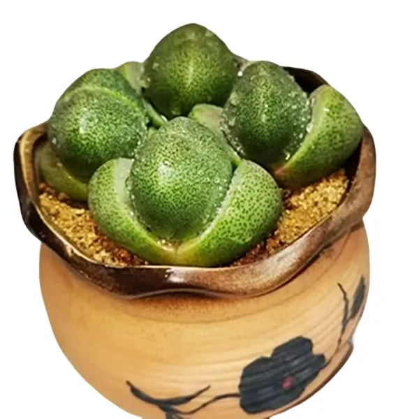 元宝多肉植物绿帝玉盆栽肉肉新手植物办公室创意花卉绿植