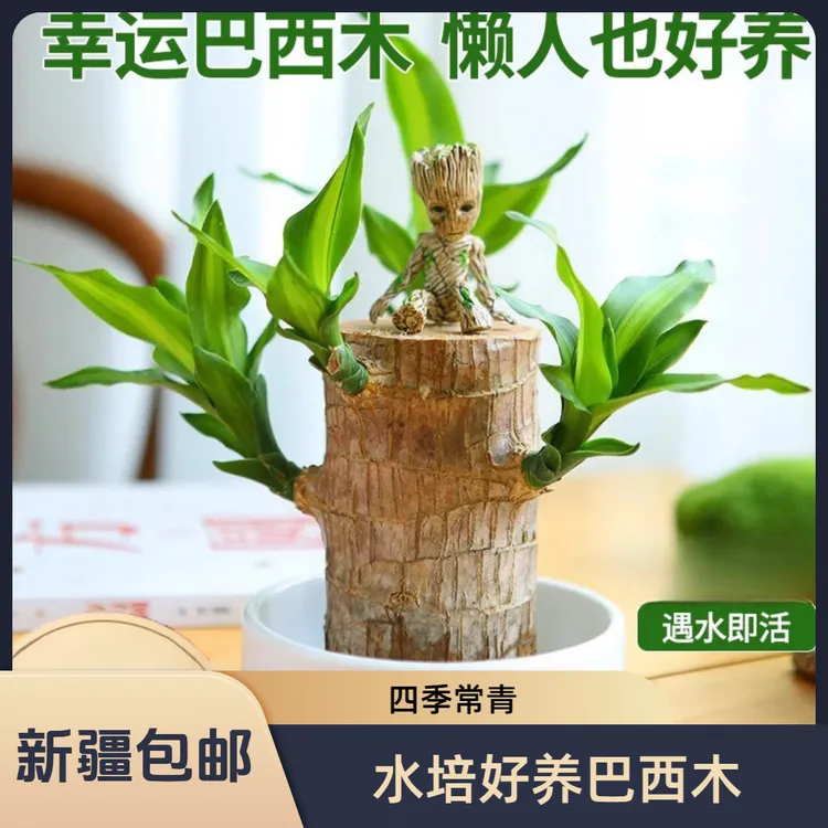 【新疆包邮】到手一套 水培巴西木水养四季幸运木格鲁特绿植盆栽