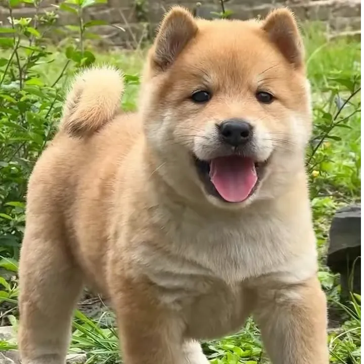 广西田园犬直播间一物一拍活体链接1