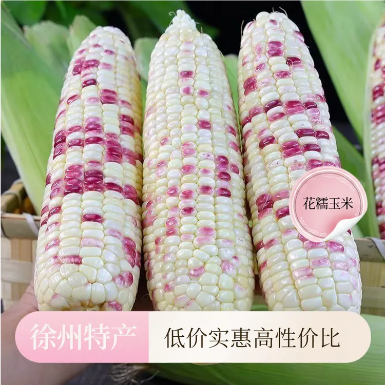 当季新鲜花糯玉米颗粒饱满玉米精品现摘农家新鲜带壳甜糯代餐