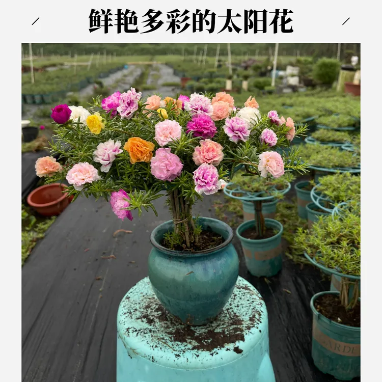 【太阳花棒棒糖造型】带盆带土多色盆栽