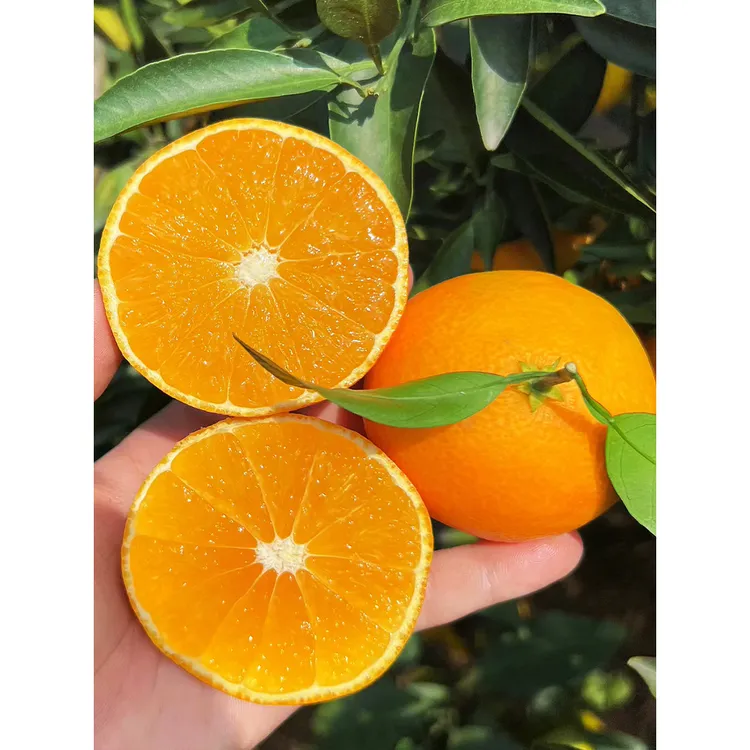 【买1送4】赣南脐橙树苗嫁接奉节橙子树苗南北方种植庭院地栽盆栽苗