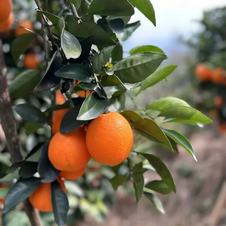 江西正宗赣南脐橙当季新鲜手剥甜橙水果赣州产地直发
